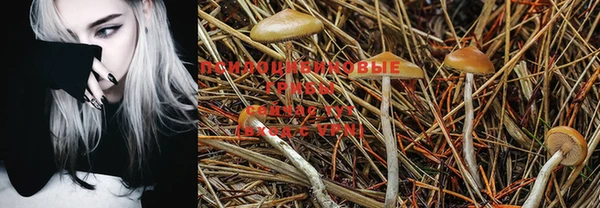 PSILOCYBIN Нефтегорск